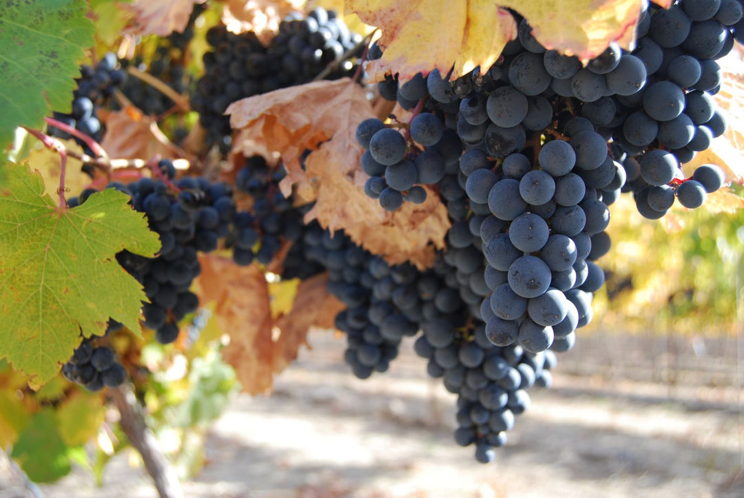 Founders’ Favorites: The Wine Series