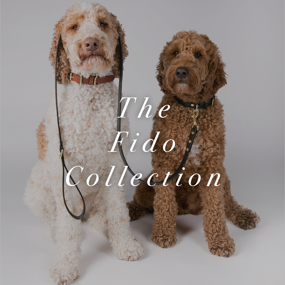 Tips for the Perfect Pet Photos